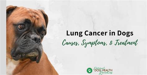 Unexplained lumps and bumps several forms of cancer can cause lumps or bumps on your dog's body, including a mammary gland tumor. Lung Cancer in Dogs - Symptoms, Causes, Treatment