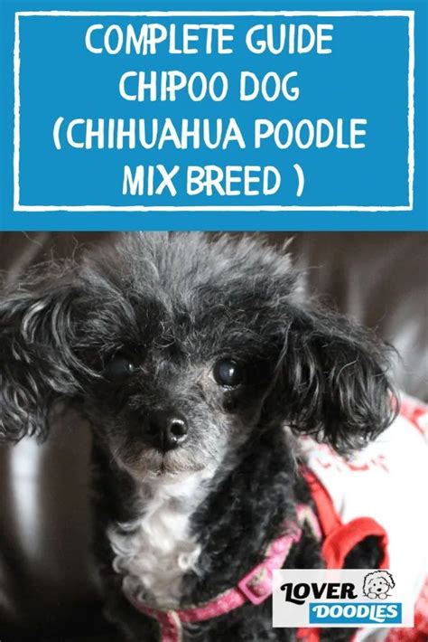 Complete Guide Chipoo Dog Chihuahua Poodle Mix Breed In 2021
