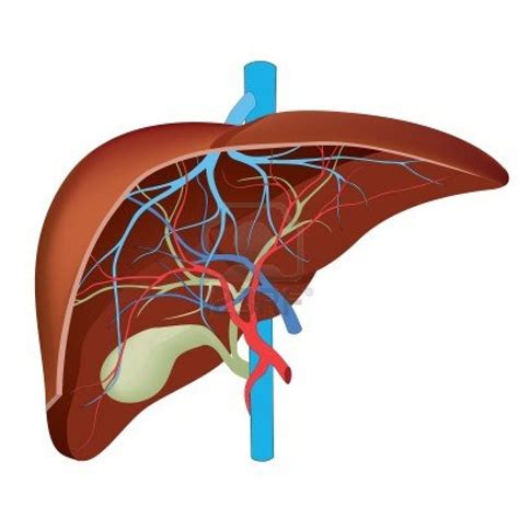 Liver Sections Diagram