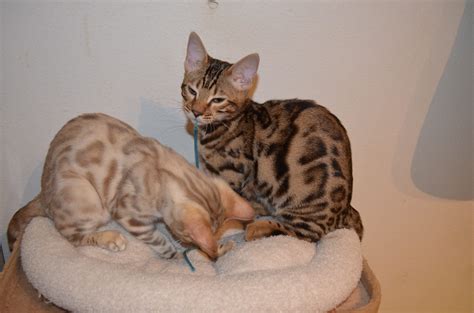 Reinrassige Bengal Kitten Mit Stammbaum Frankfurt Am Main Bengal
