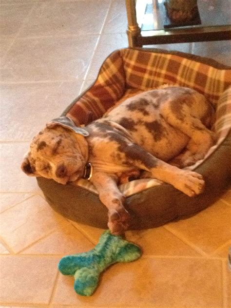 Koos Napping At Grandmas On Mothers Day Catahoula Bulldog Catahoula