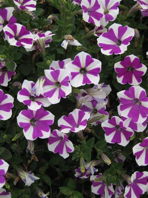 Tipps für die pflege von petunien habe ich hier zusammengestellt. Rotary Botanical Gardens - Hort Blog: Striped Petunias