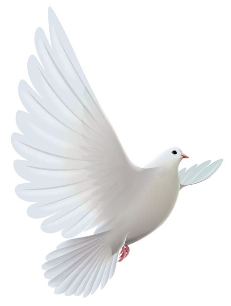 White Dove Transparent Png Clipart Dove Images Light Background