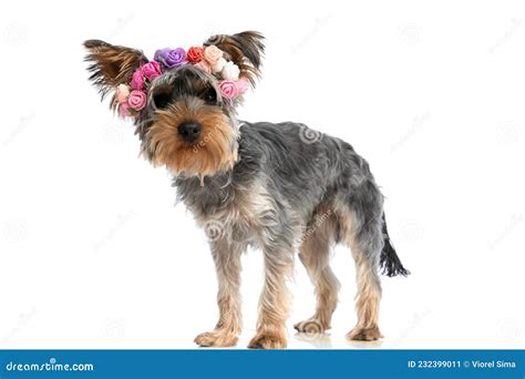 Side View Of Adorable Little Yorkshire Terrier Wearing Flowers Headband