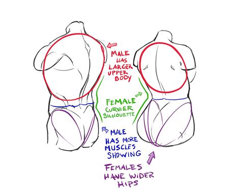 How To Draw The Torso Back View