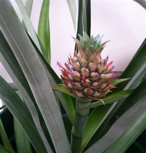 How To Grow Your Own Pineapple Grow Pineapple Plant Pineapple