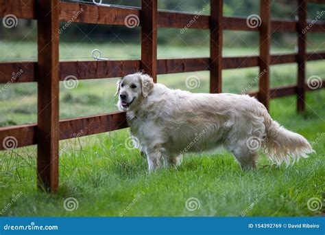 A Purebred White Golden Retriever Dog Standing On Grass Near A Wooden