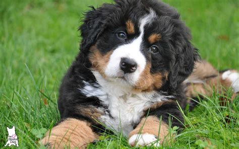 Shop Our Bernese Mountain Dog Collection For Your Berners Care Needs