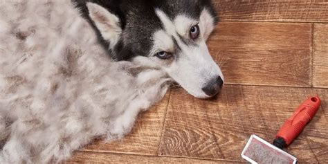 Siberian Husky Puppy Grooming