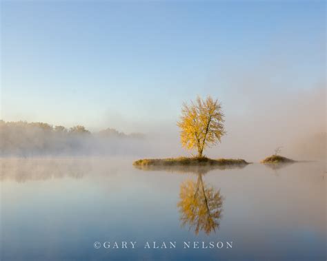 Lone Tree In Fog St Croix National Scenic River Minnesotawisconsin