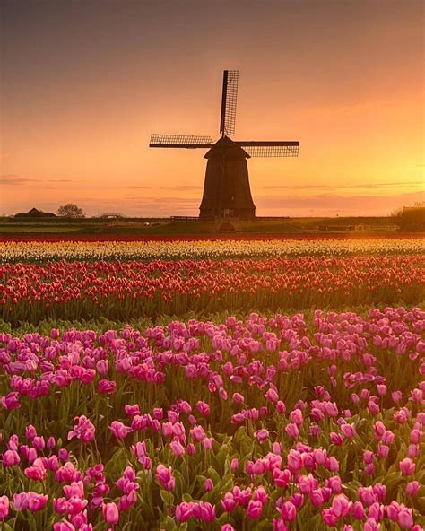Beautiful Tulip Fields Of Holland Netherlands And The Classical
