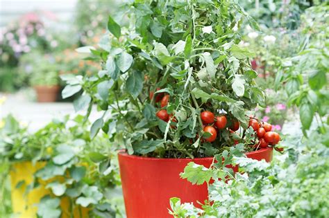 Edible Plants To Grow In Your Home