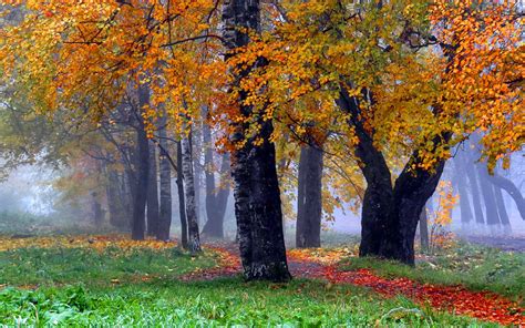 Autumn Trees Wallpaper And Background Image 1680x1050
