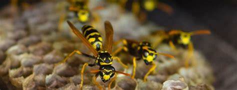 How To Get Rid Of Wasps And Hornets Do It Yourself Pest Control