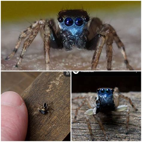 Newly Discovered Blue Faced Jumping Spider Form Australia Credit To