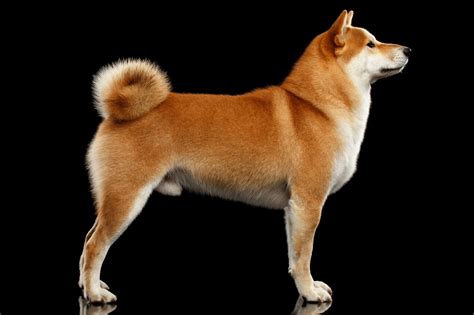 Red Dog Breeds The Smart Dog Guide