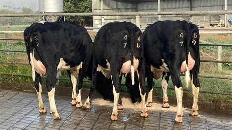 Young Bulls Mixing It With The Best As Genomics Proves It Worth Farm