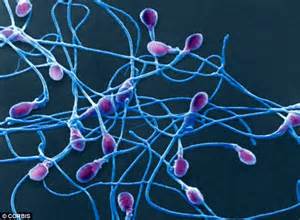 Spanish Scientists Turn Skin Cells Into Human Sperm For First Time