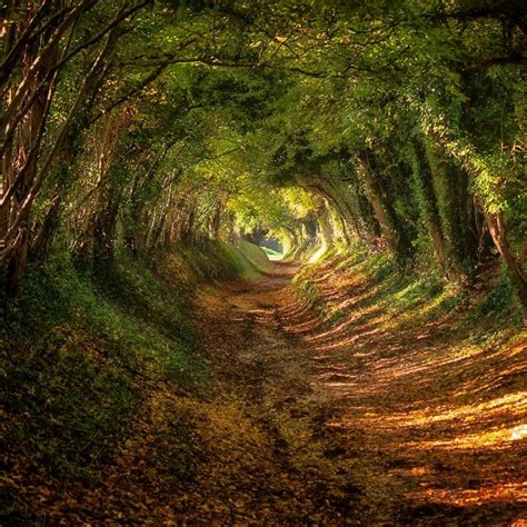 Twitter Magical Forest Beautiful Places Country Roads