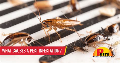 What Causes A Pest Infestation Petri Pest Control Services