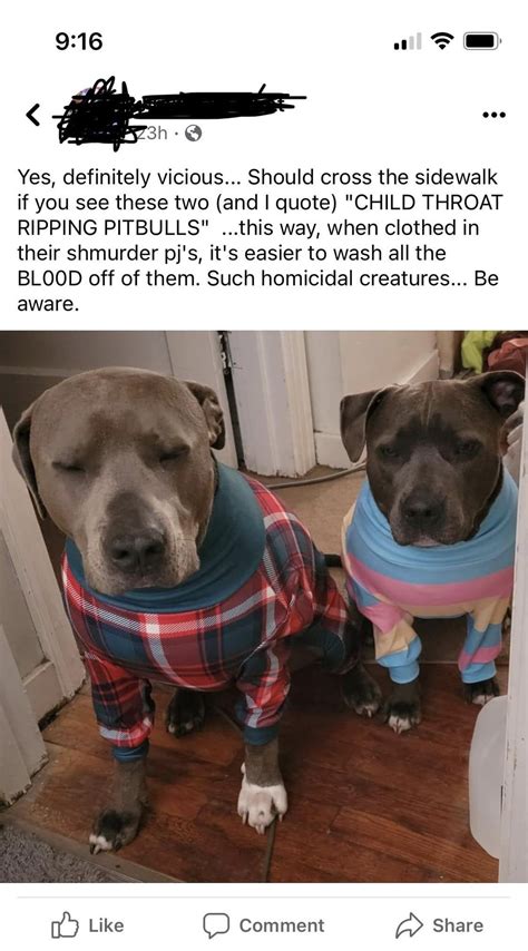 The Mindset Of Pitbull Owners Rbanpitbulls