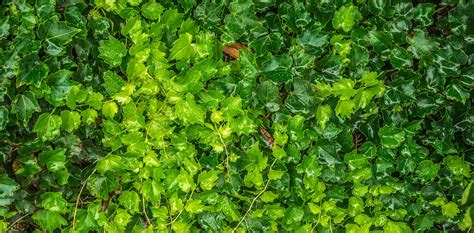 Download Free Photo Of Ivy Leaf Nature Plants The Leaves From