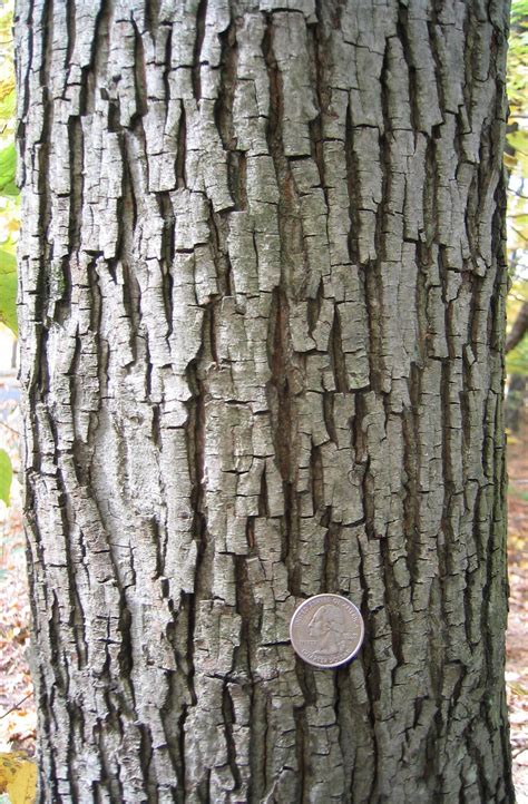 May 3 Bark Identifying Trees Of The Northeast Know Your Trees
