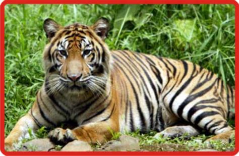 In 2005 we traveled to indonesia. Animals Plants Rainforest: Sumatran Tiger (Panthera tigris sumatraensis) only in Indonesia