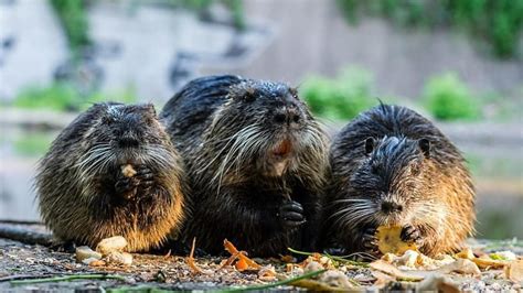 Beaver Families Win Right To Remain In Devon Courts Livekindly