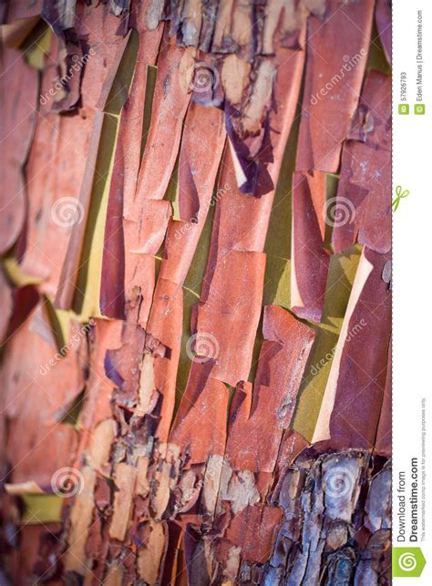 Close Up Of Madrone Tree Arbutus Menziesii Peeling Bark California