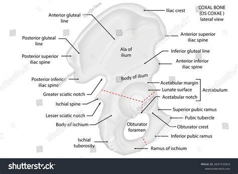 Os Coxae Coxal Bone Lateral View Stock Illustration 2037733415