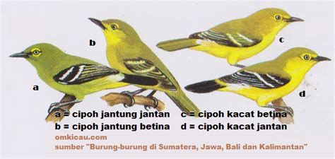 Suara burung kicau memang merupakan suara yang sangat mendekatkan kita dengan alam. 10 Perbedaan Burung Cipoh / Sirpu / sirtu Jantan dan Betina Paling Akurat - BURUNG BABE