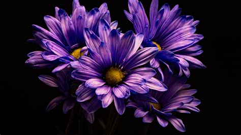 Download Violet Chrysanthemum Flower Wallpaper