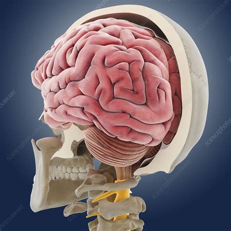 Head Anatomy Artwork Stock Image C0146809 Science Photo Library