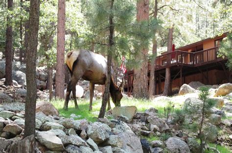 Maybe you would like to learn more about one of these? 2016 Pine Lake Vacation Community Kingman Arizona