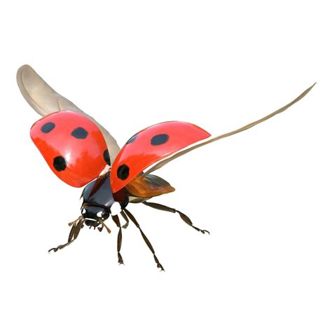 Flying Bug Transparent Images Png Play