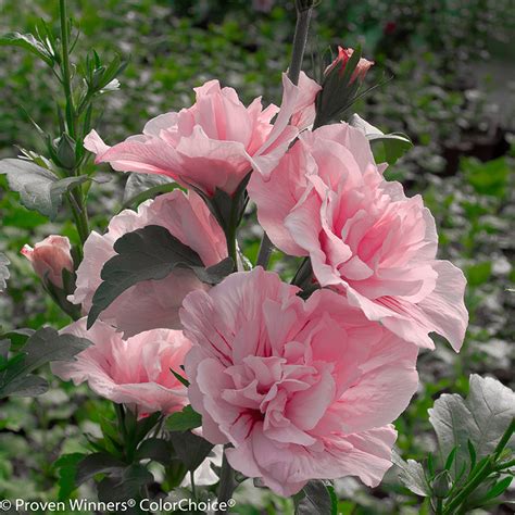 Lavender Chiffon® Rose Of Sharon Plant Addicts