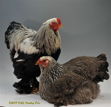 A Closer Look At Dark Brahma Chickens Polystead