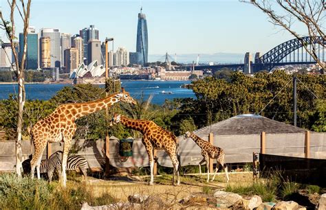 Visiting Taronga Zoo In Sydney With Kids Playing In Puddles