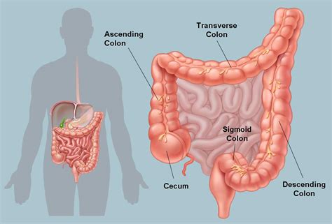 The large intestine is one of the most important and least understood parts of the digestive system. Picture of the Human Colon Anatomy & Common Colon Conditions