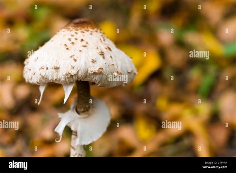 Forest Mushroom In Moss After Big Longtime Rain Stock Photo Alamy