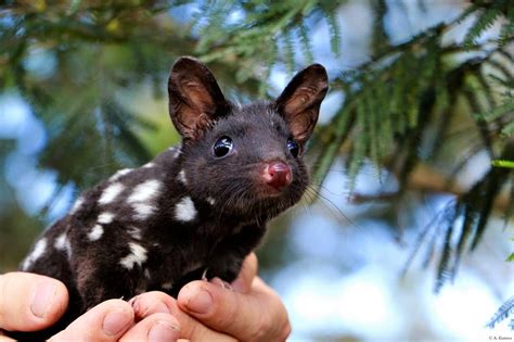 Quolls Are One Of The Largest Species Of Carnivorous Marsupials And