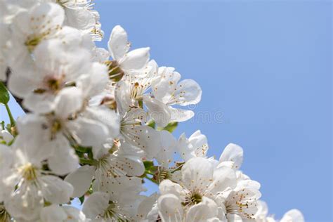 Flowering Branch Of Pear Tree On A Sunny Spring Day Pear Tree Flowers