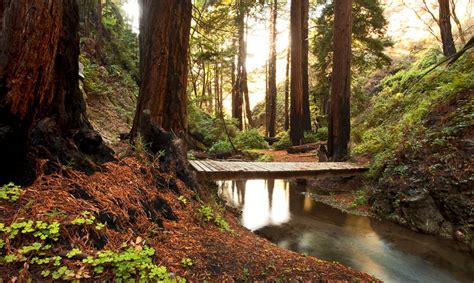 Redwood Forest Stream Big Sur California Big Sur Ca Pinterest