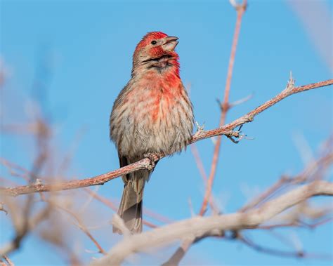 House Finch — Sacramento Audubon Society