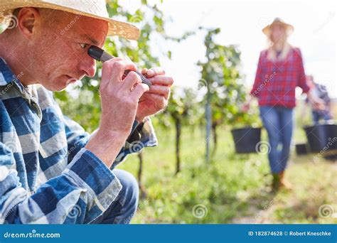 Winemaker Or Oenologist With A Hand Refractometer Stock Photo Image