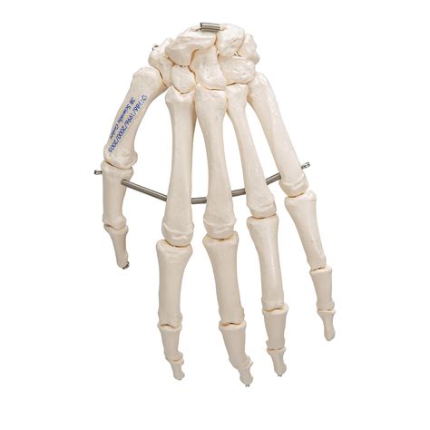 Esqueleto De La Mano Articulada En Alambre 3b Smart Anatomy 1019367