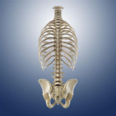 Bones Of The Torso Artwork Photograph By Science Photo Library Fine