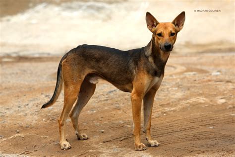 Native Dog Breeds In India Dogs Breeds