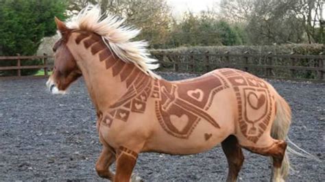 Horses Look Even More Spectacular With Custom Haircuts Photos Sheknows